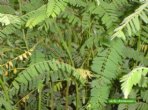 Chuva de Ouro - Cassia ferruginea